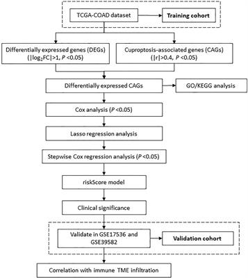 Characterization of a cuproptosis-related signature to evaluate immune features and predict prognosis in colorectal cancer